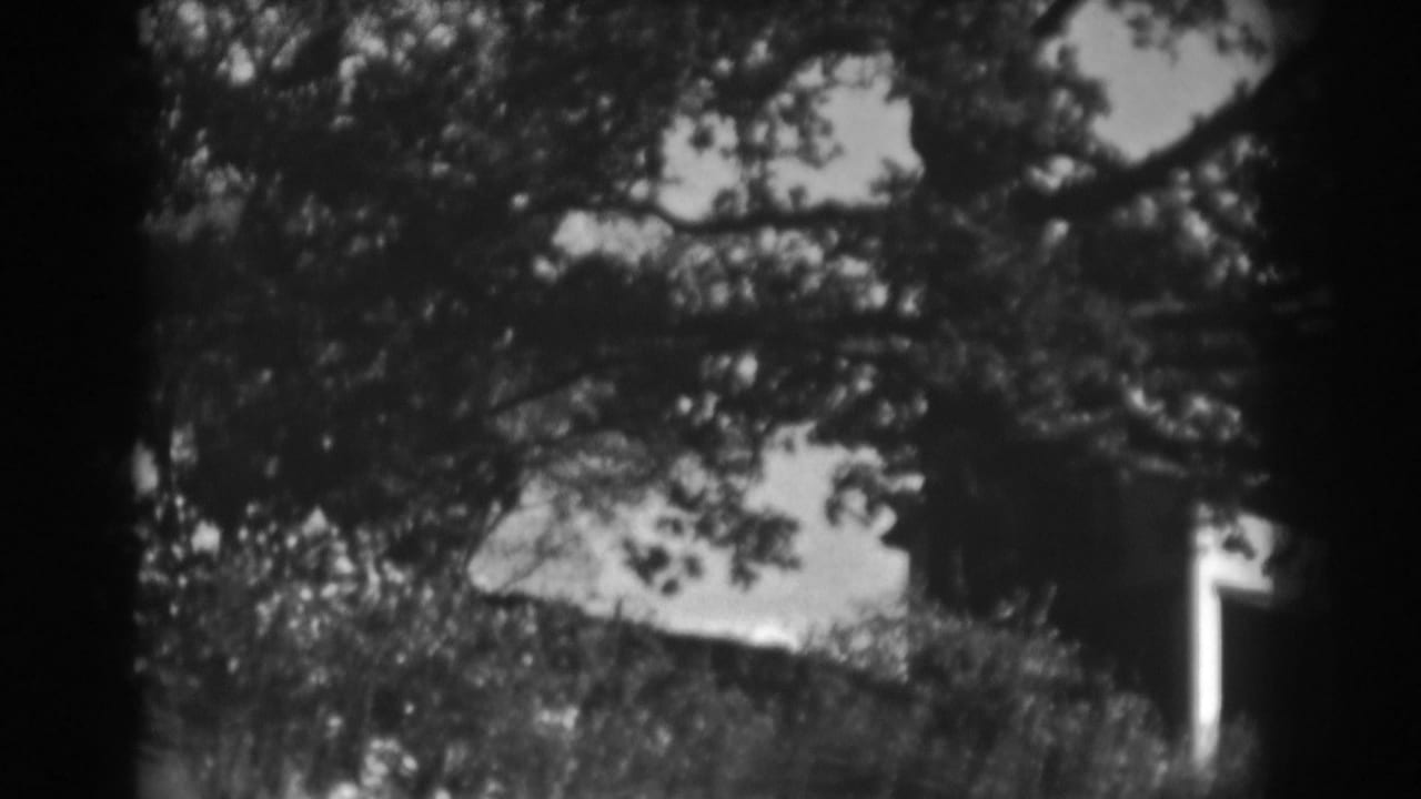 Tree branches and leaves silhouetted against a bright sky.