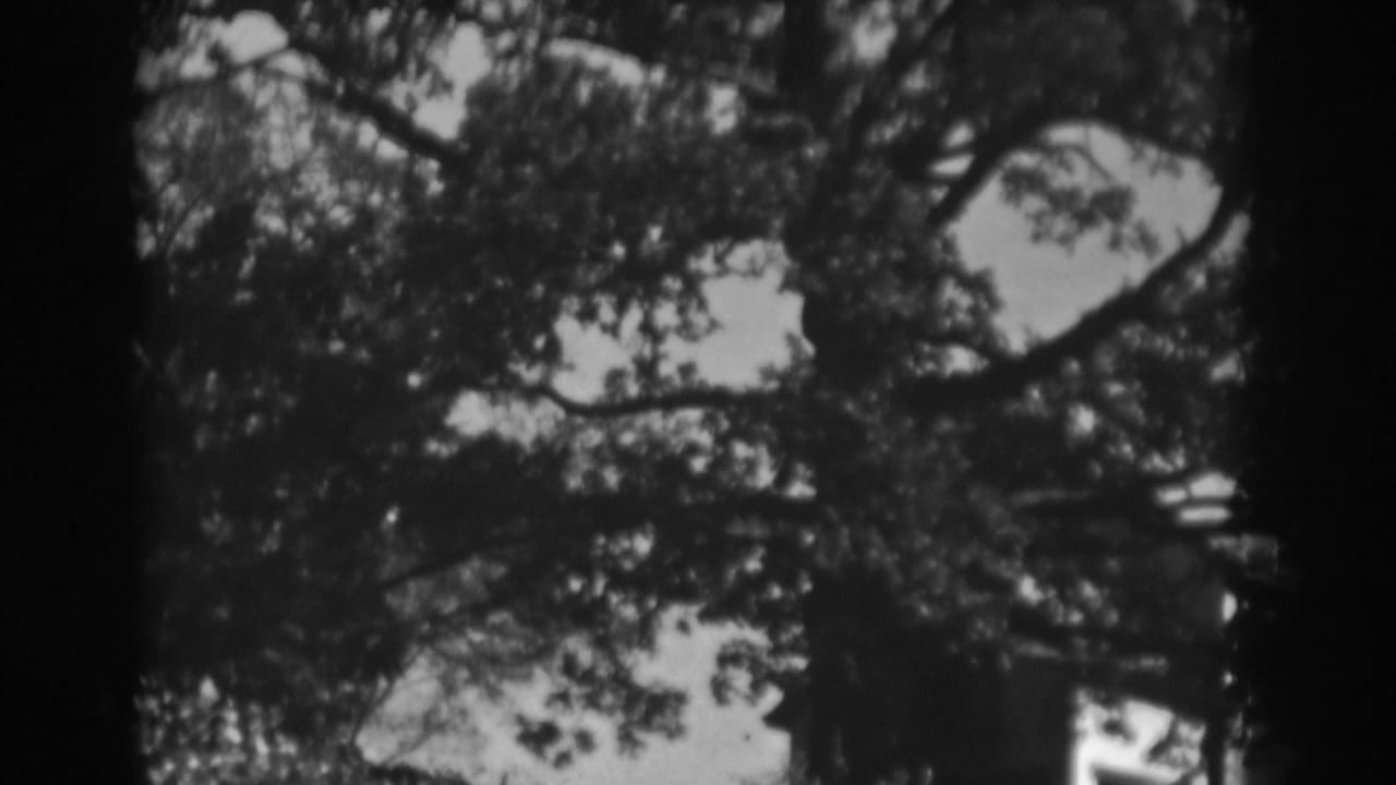 Black-and-white 8mm view of tree foliage and sky in Vineland, New Jersey, from the supplied 1938 clip.