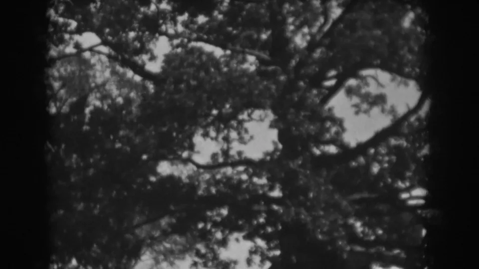 Upward home-movie view of a tree canopy, with dark foliage and pale sky in a 1938 Vineland clip.