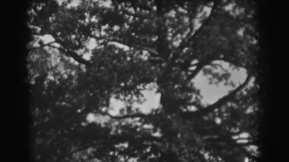 Final still from the 1938 Vineland 8mm clip, showing tree branches and leaves against bright sky.