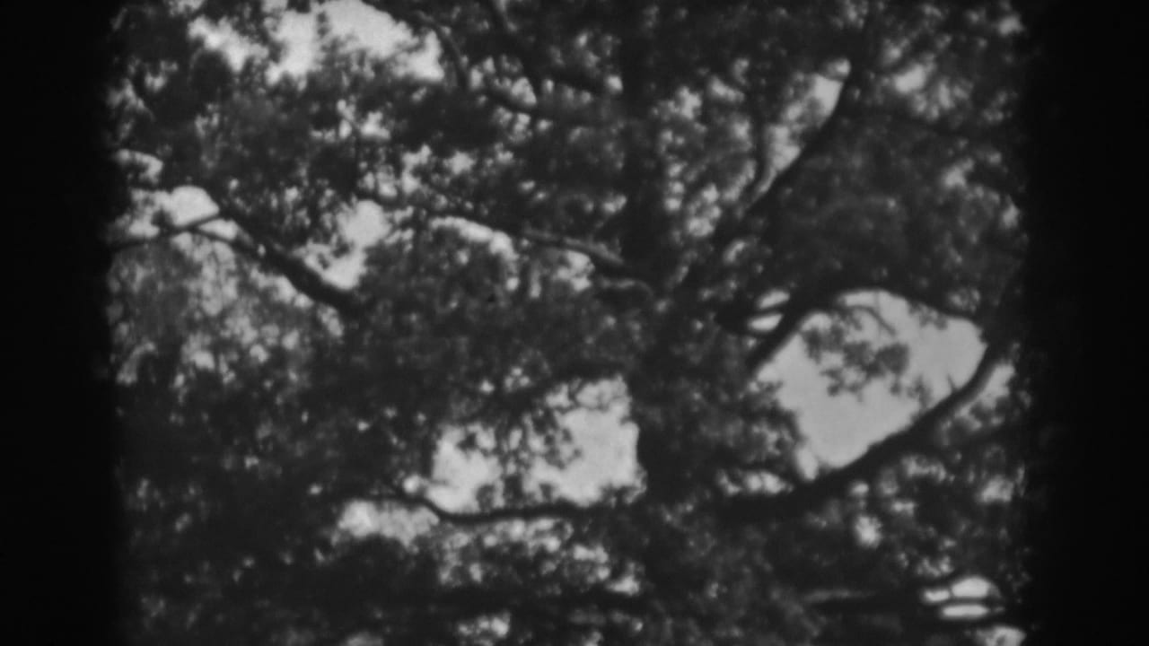 Dark-bordered 8mm frame showing tree branches and leaves against a bright sky.