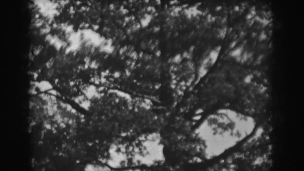 Tree canopy with leaves and branches framed by dark vertical film edges.