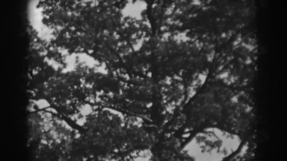 1938 Vineland, New Jersey 8mm still with dense leaves and curved branches silhouetted against a pale sky.