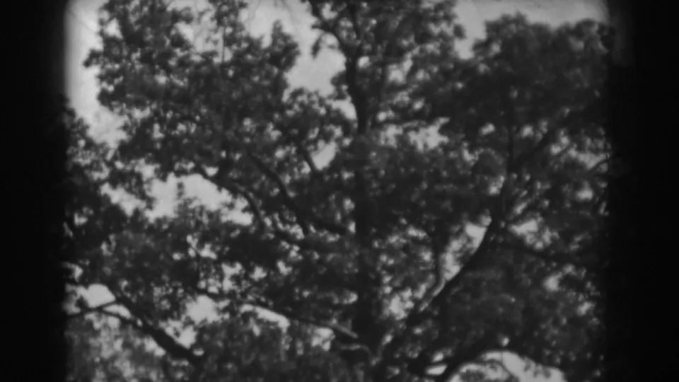 1938 Vineland, New Jersey frame showing a leafy tree canopy in soft focus, with dark projector-like borders around the image.