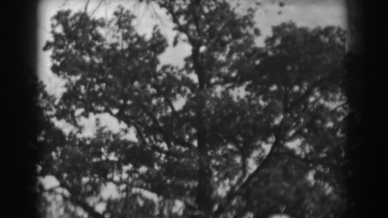 Leafy tree canopy and branches in soft black-and-white 8mm footage.