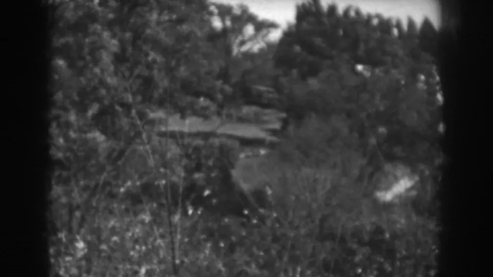 A brushy foreground and layered trees are seen in soft black-and-white 8mm footage from Vineland, New Jersey in 1938.