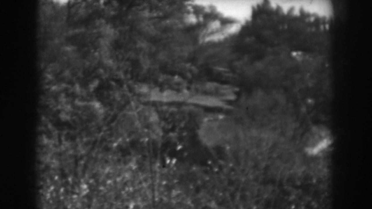 Soft black-and-white view of shrubs, trees, and a distant wooded hillside.