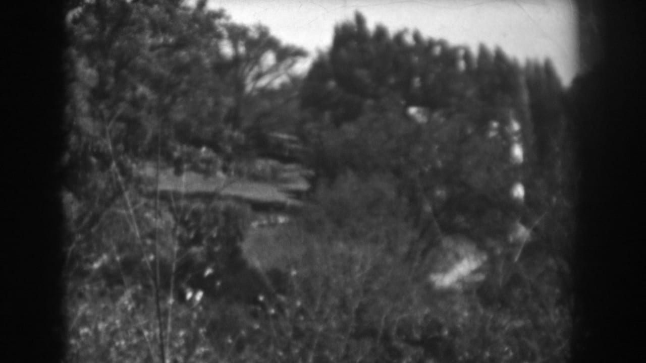 Wooded landscape with dense brush, tree branches, and a distant hill.