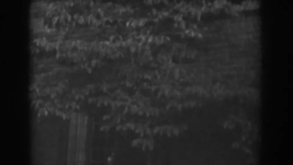 A 1938 home-movie frame shows soft foreground foliage below a darker wooded landscape near Vineland.