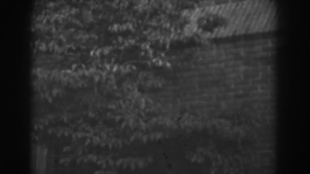 Soft black-and-white view of a brick wall partly hidden by leafy branches.