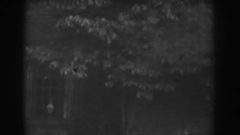 1938 Vineland, New Jersey frame with a shadowed window, overgrown foliage, and indistinct interior detail.
