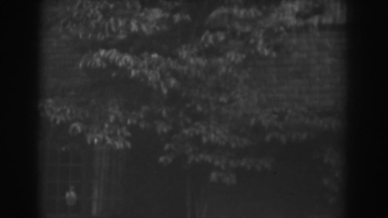 Leafy branches partly obscure a brick wall and window in soft black-and-white 8mm footage.