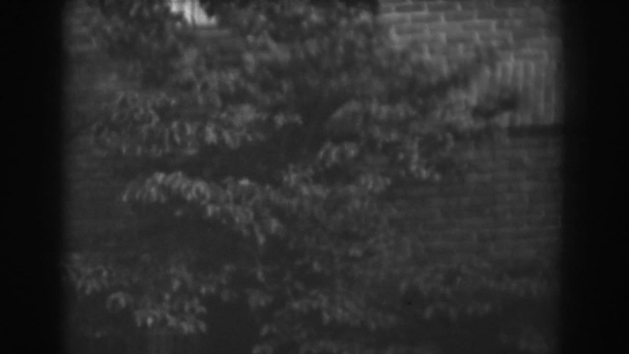 Tree branches and leaves hang across a brick wall in a soft, grainy exterior view.