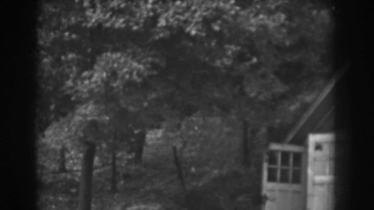Trees in a yard with a small shed and open white doors at the right edge.