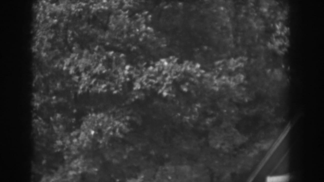 Dense trees sway around a partly visible roofline at frame right.