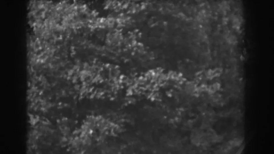 1938 Vineland, New Jersey 8mm frame dominated by leafy trees and branches moving in strong wind, with no people visible.