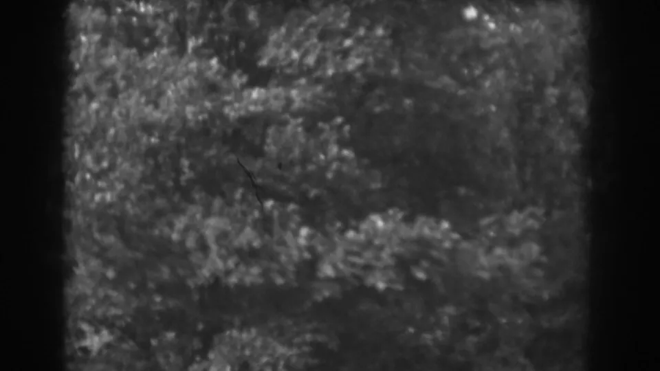 1938 Vineland, New Jersey 8mm frame showing dense windblown tree branches and foliage, framed by dark film edges.