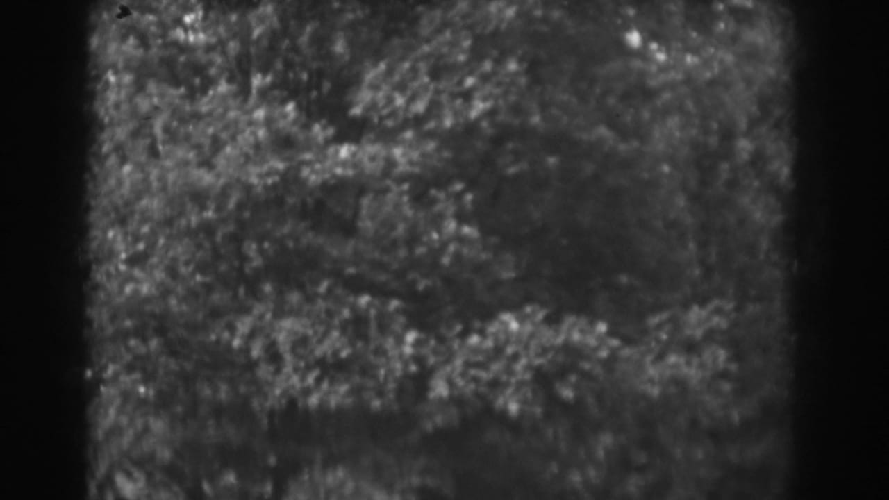 Soft black-and-white view of leafy trees and dense foliage.