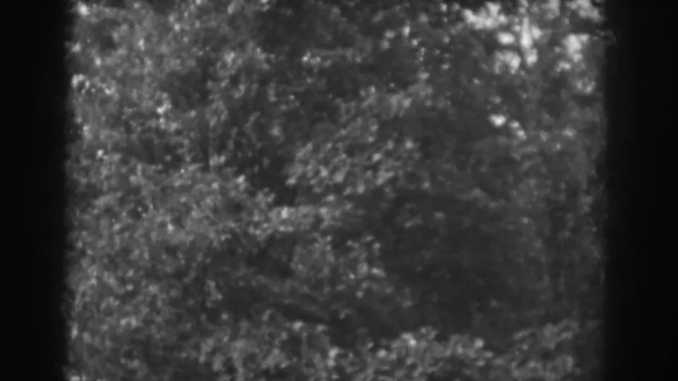 1938 Vineland, New Jersey 8mm still showing dense foliage and tree branches with a dark film edge.