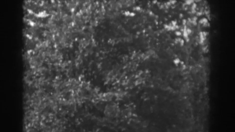 1938 Vineland, New Jersey frame of leafy trees and sky gaps, recorded with visible grain and soft 8mm texture.