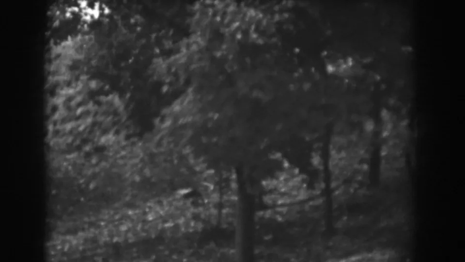 Wooded Vineland exterior with dense foliage and a partial view of the shed at the frame edge.