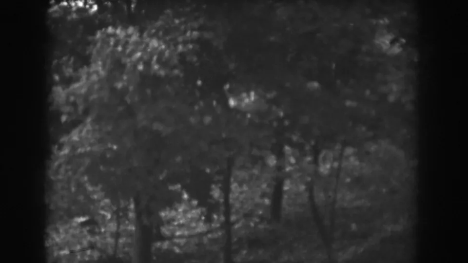 Soft black-and-white 8mm frame of trees and undergrowth in the Vineland wooded setting.