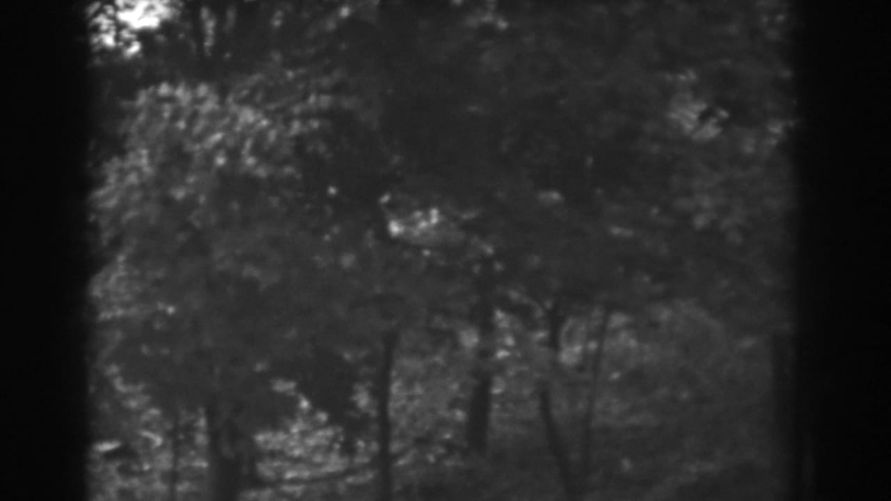 Trees and dense foliage seen through dark vertical film edges.
