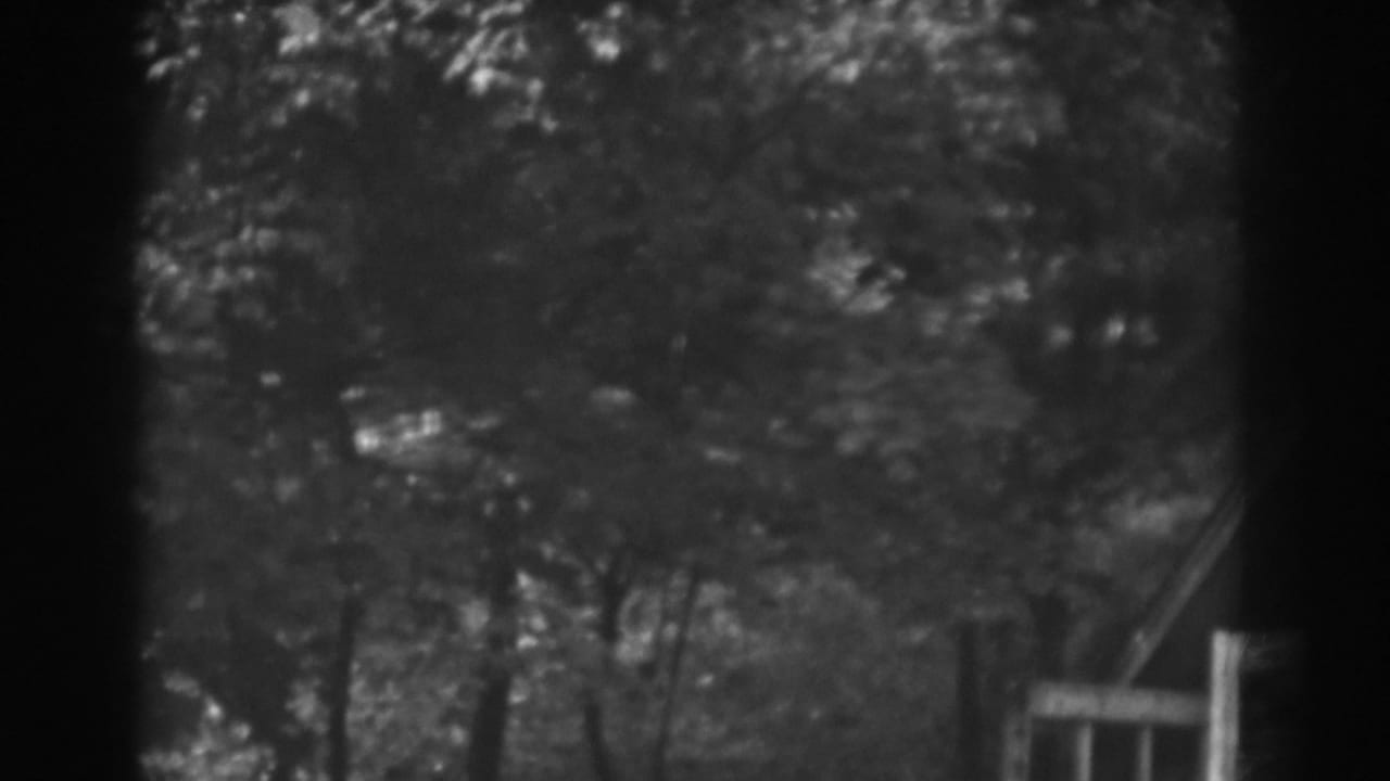 Tree canopy and yard edge with a pale structure at the right.