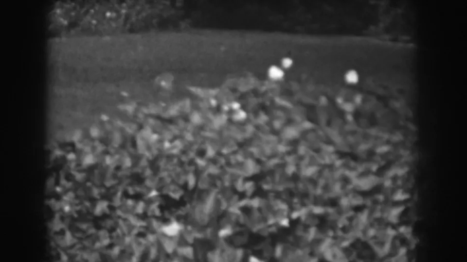 Black-and-white home-movie frame from Vineland showing lawn, shrubs, flowers, and partial house or yard structures.