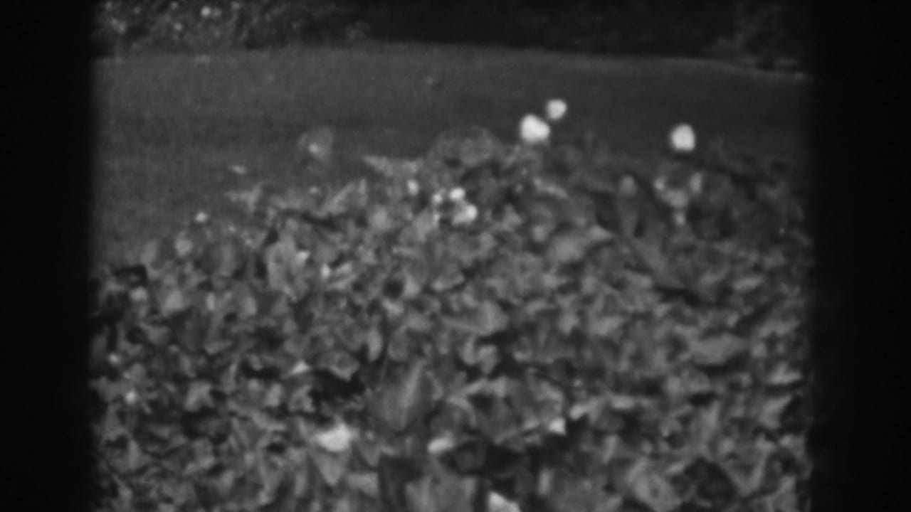 1938 Vineland, New Jersey home-movie frame showing dense garden foliage, pale blossoms, and a strip of grass in soft 8mm focus.