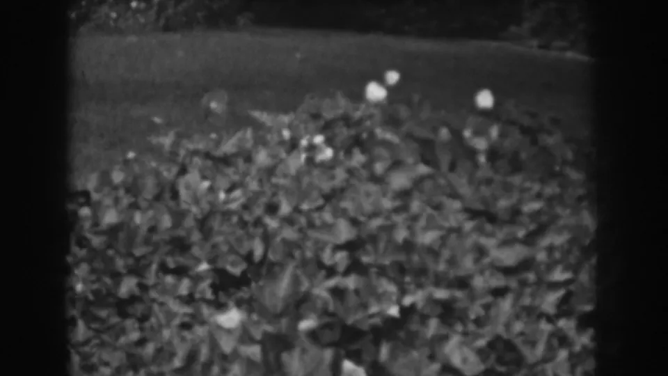 1938 home-movie still showing a Vineland garden bed with thick foliage, pale flowers, and a soft grassy backdrop.