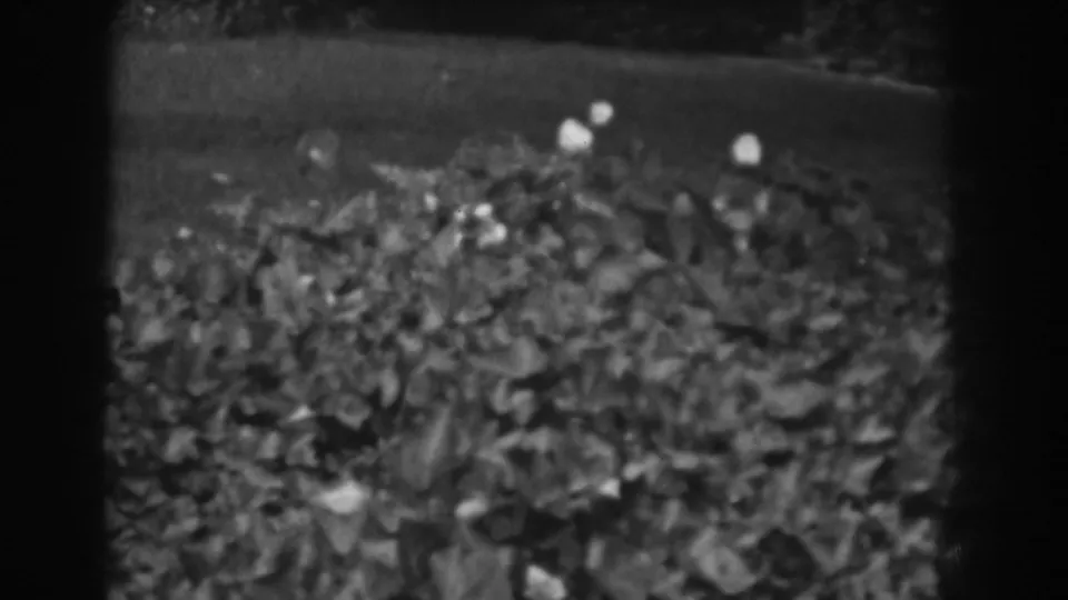 Vineland, New Jersey 8mm frame showing a quiet garden bed of leaves and small white flowers, with no people or signage visible.