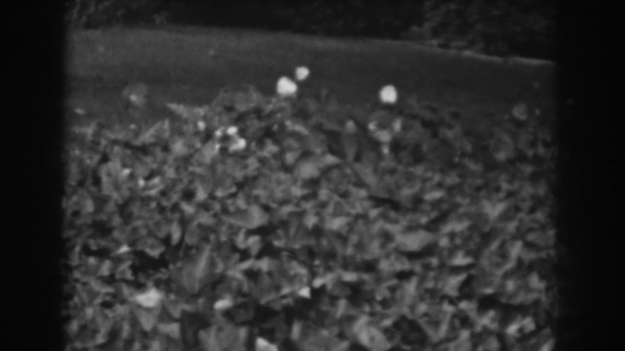 Dense leafy hedge with small pale flowers in black-and-white film.