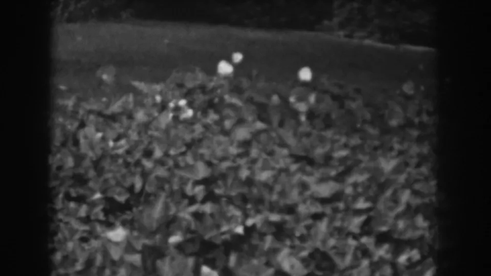 1938 Vineland, New Jersey 8mm frame showing dense garden foliage with scattered pale flowers or buds.