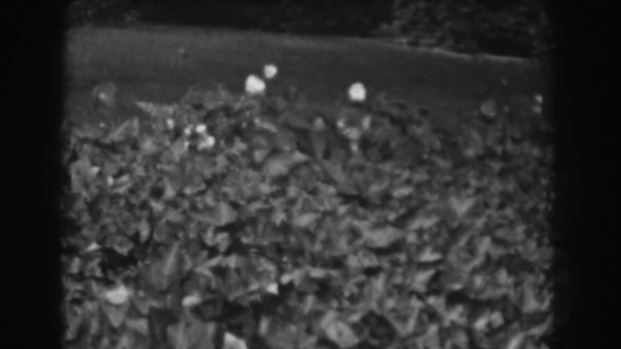 Black-and-white 8mm view of Vineland garden foliage, with pale flower heads standing above darker leaves.