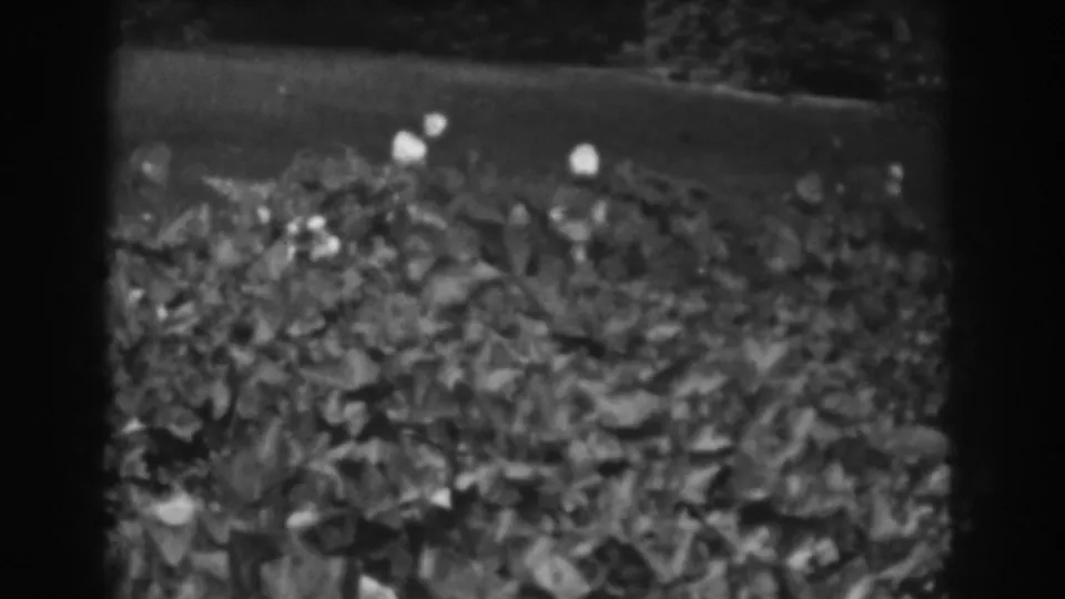 1938 home-movie frame from Vineland showing soft-focus garden leaves and small pale blooms against a darker background.