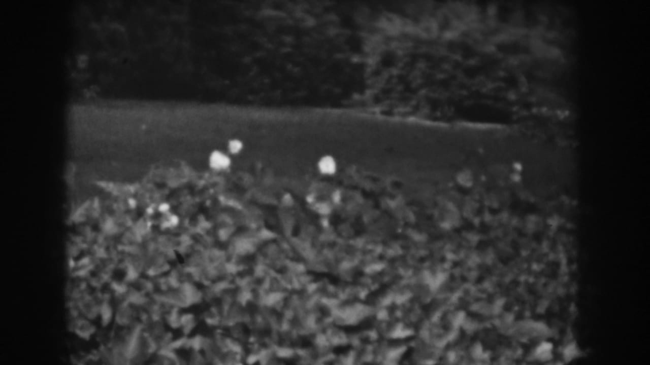 1938 Vineland, New Jersey 8mm frame showing a hedge with small pale flowers, lawn behind it, and dense shrubs in soft focus.