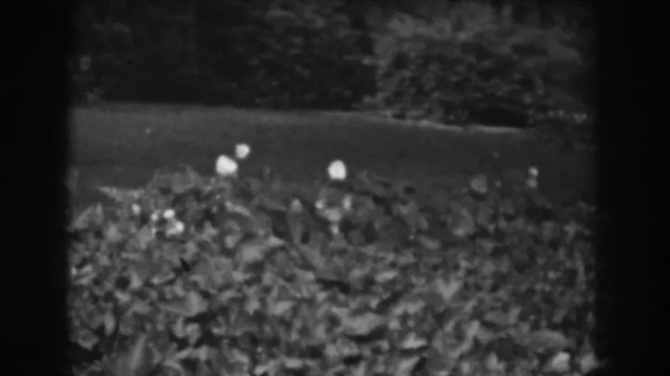 1938 Vineland, New Jersey 8mm frame showing a hedge with small pale flowers, lawn behind it, and dense shrubs in soft focus.
