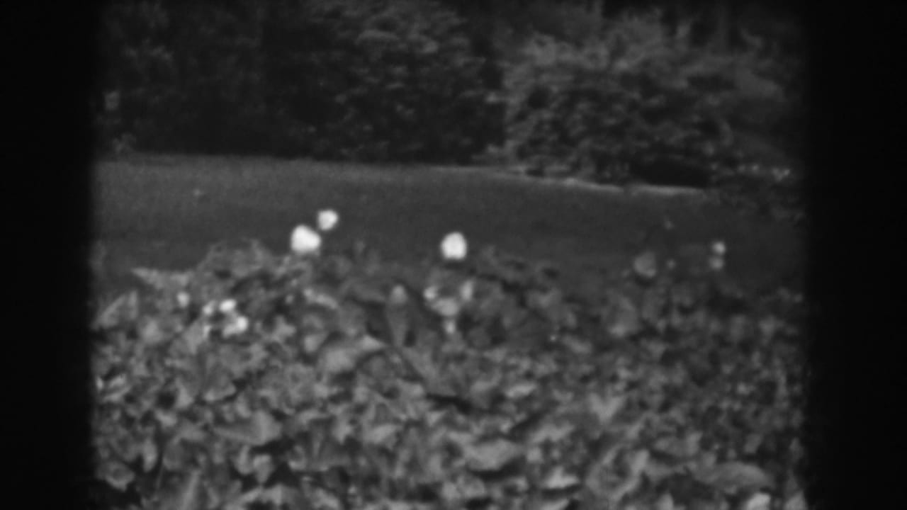 Garden hedge with pale blossoms, grass, and dark leafy background.