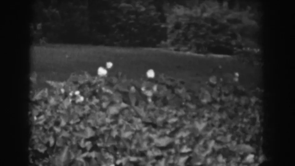 Black-and-white 8mm frame from Vineland showing low garden foliage, several bright blossoms, and a clipped lawn beyond.