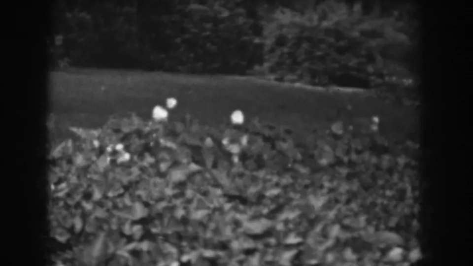Final 1938 Vineland garden frame with a flowered hedge, pale blossoms, lawn, and dense shrubs recorded on black-and-white 8mm.