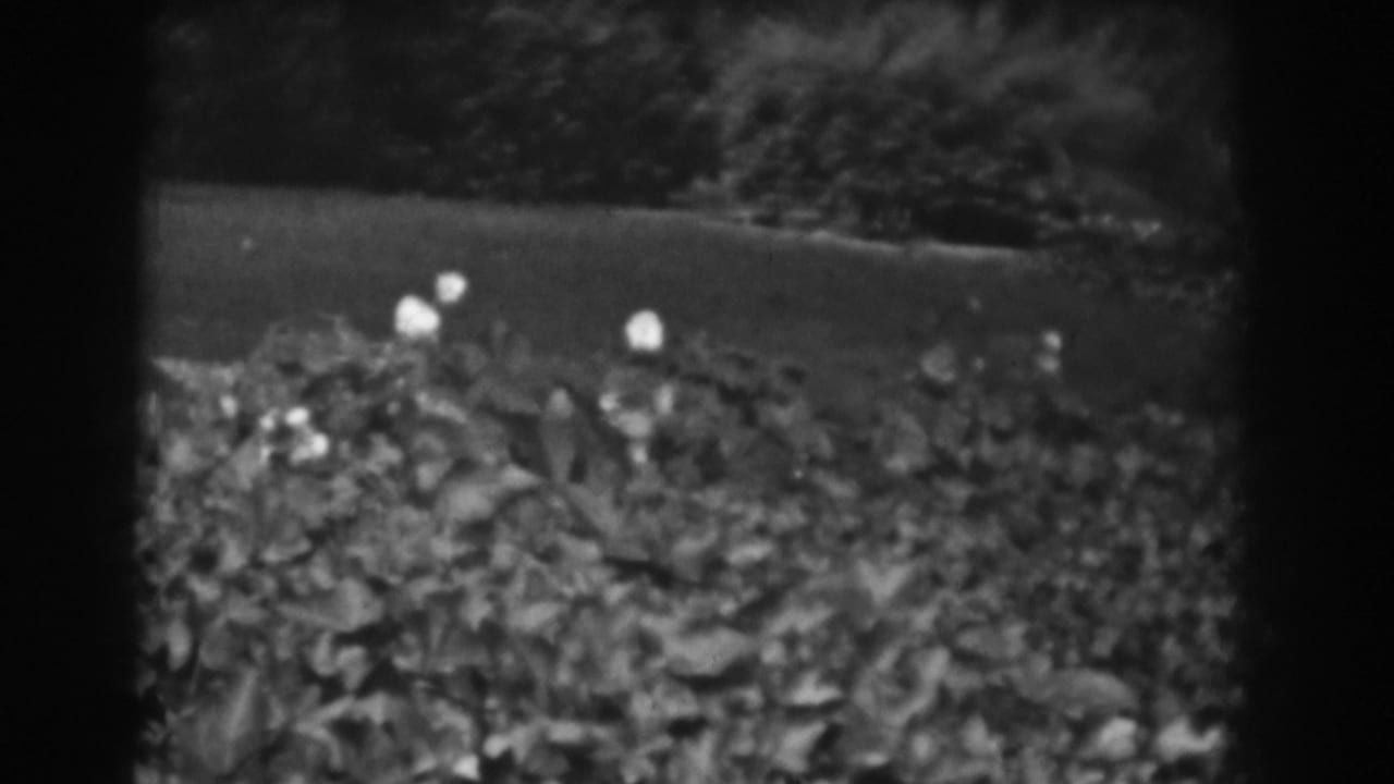 Flowering hedge in the foreground with a dark lawn or field beyond.