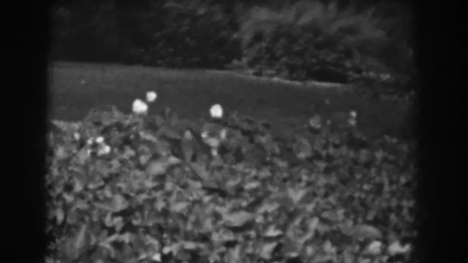 Black-and-white 1938 Vineland home-movie frame showing a hedge with small white flowers and darker greenery behind it.