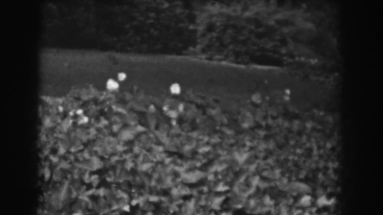 Flowering hedge and dark greenery seen from a fixed outdoor viewpoint.