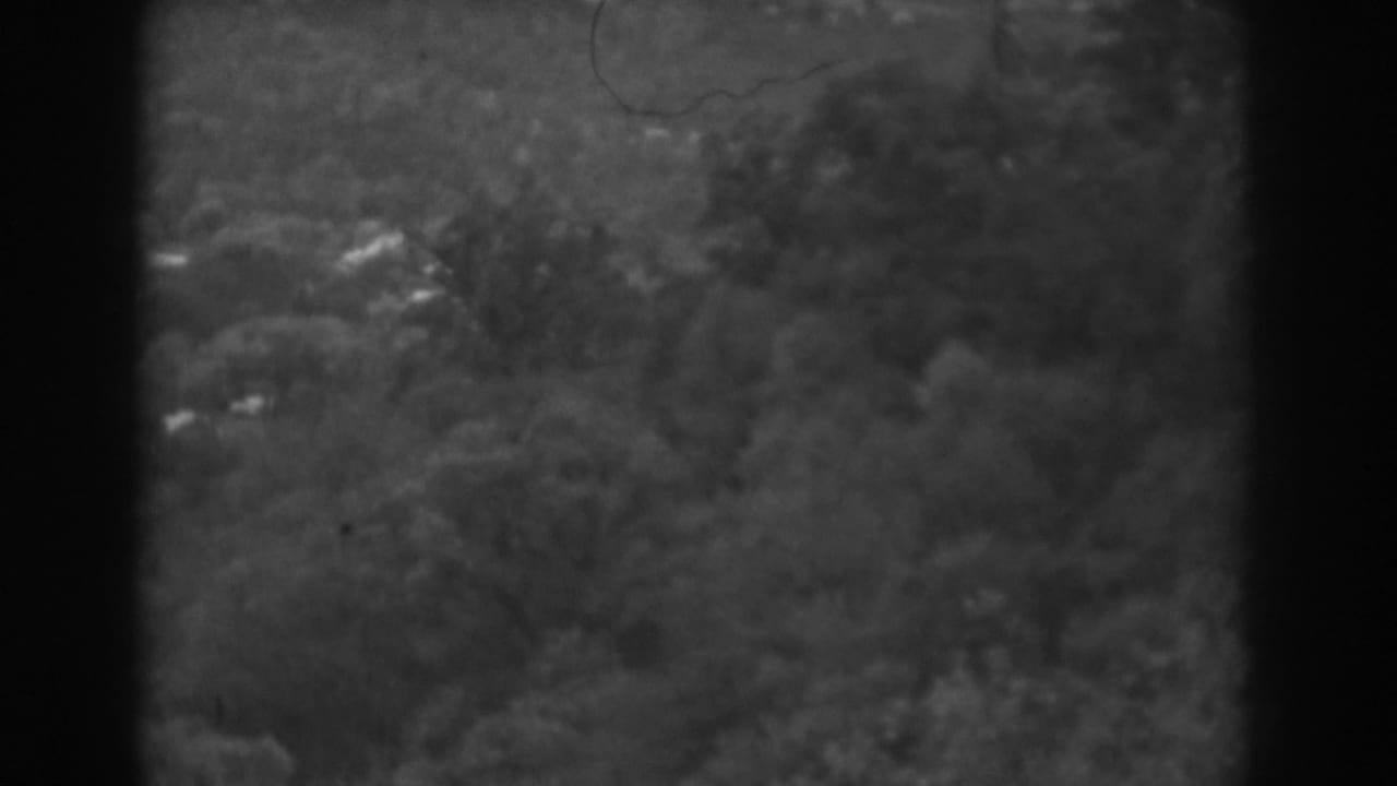Soft black-and-white view of dense trees and brush with dark film edges.