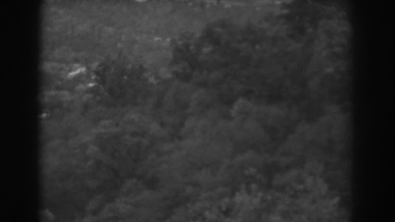 Blurred treetops and brush fill the frame with dark vertical borders.