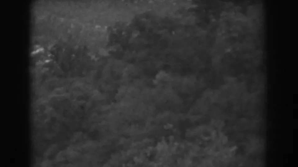 Soft 1938 home-movie view over dense Vineland vegetation, with shrubs and treetops partly obscured by film-edge darkness.
