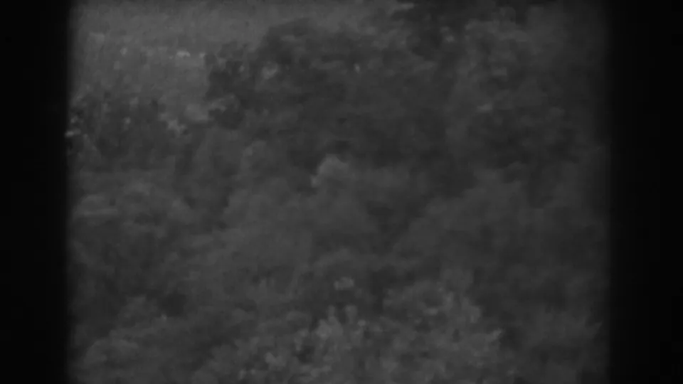 Vineland, New Jersey 8mm frame showing dense tree cover and brush, with soft focus and dark vertical border artifacts.