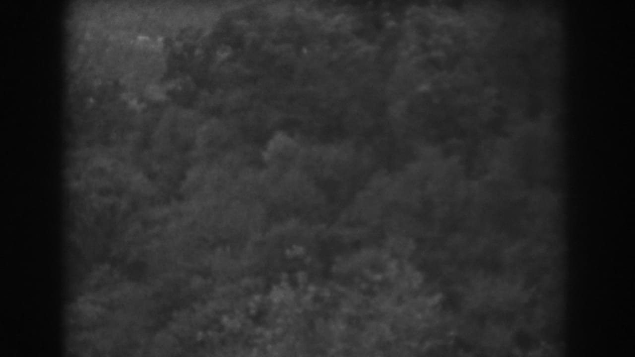Soft black-and-white view of dense treetops seen from above within dark 8mm frame borders.