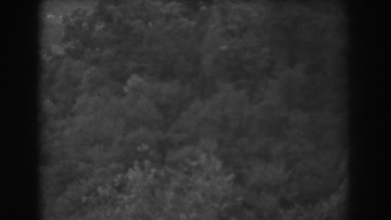 Blurred overhead view of wooded canopy with heavy grain and rounded dark film-frame edges.